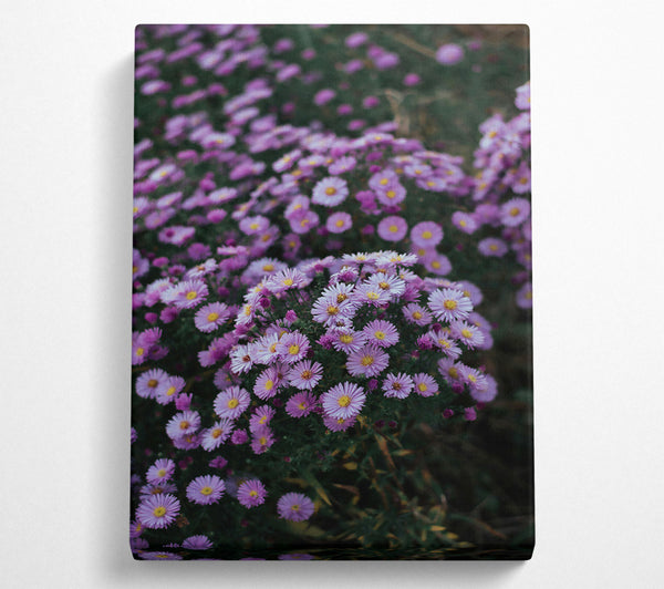  A Canvas Print of Lavender Field Bloom Canvas Print