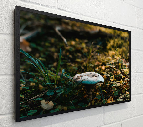 Blue Forest Fungus