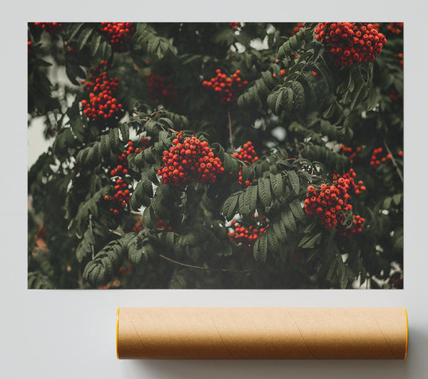 Crimson Autumn Berries Poster