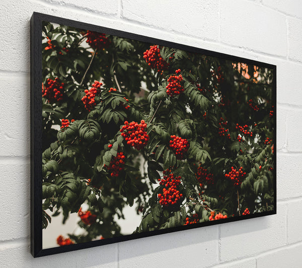 Red Berries & Green Leaves