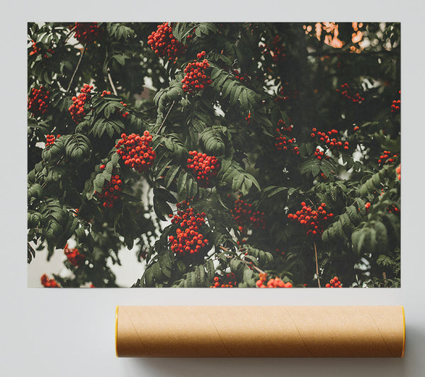 Red Berries & Green Leaves Giclee Print