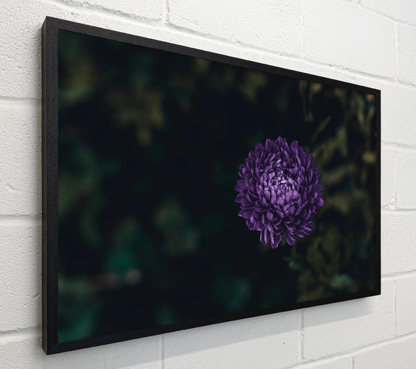 Purple Bloom In Dusk