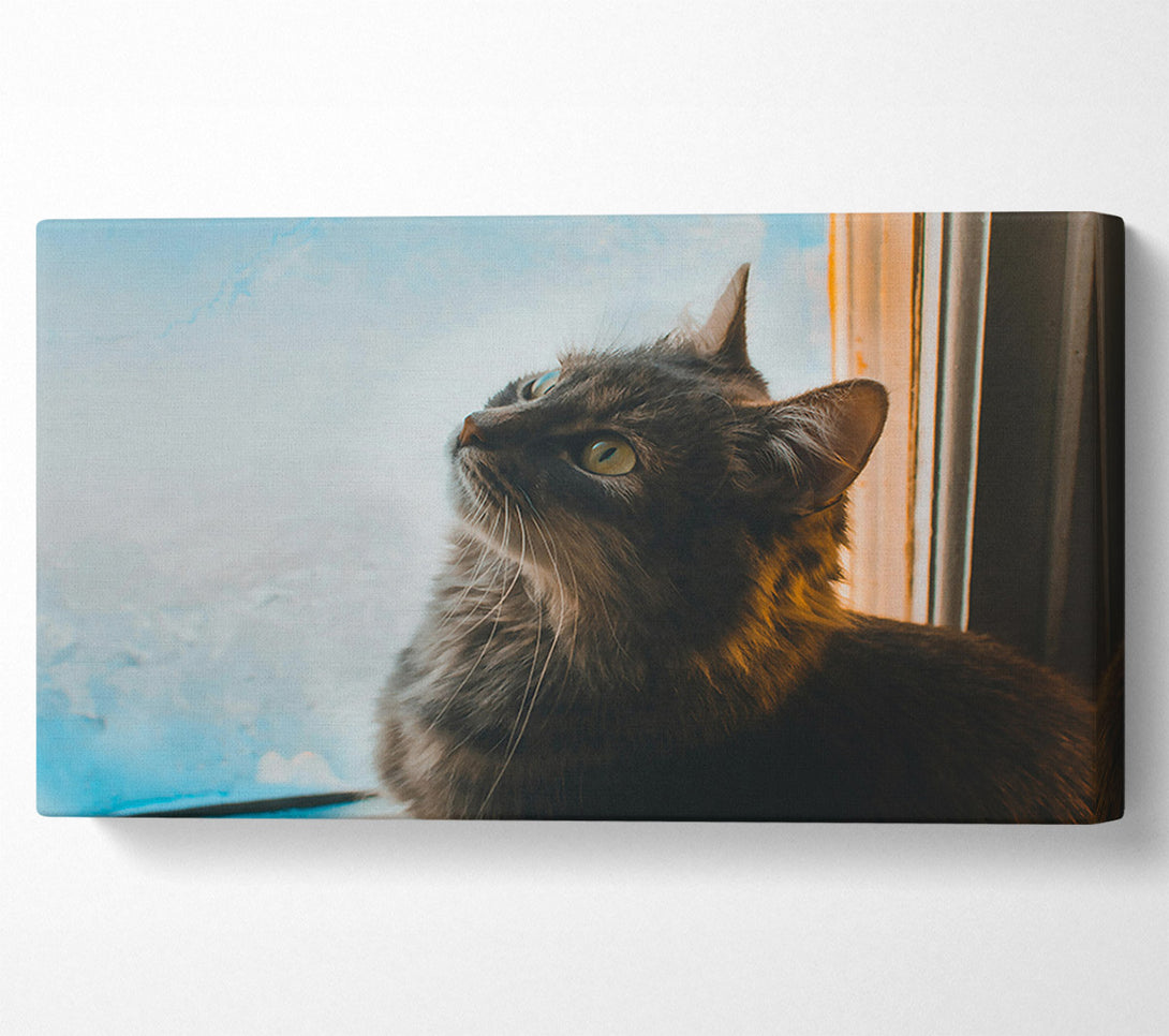  A Canvas Print of Blue Eyes And Grey Fur Canvas Wall Art