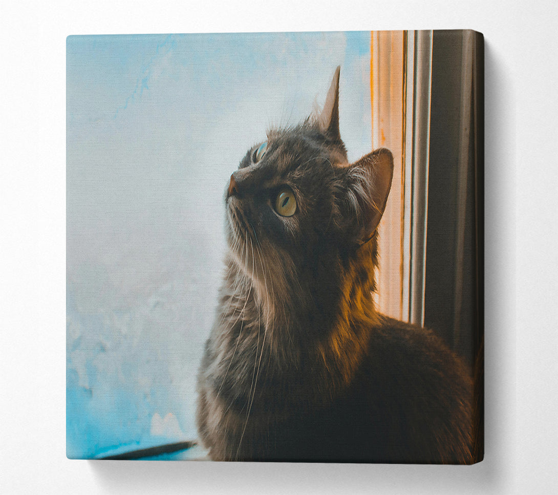  A Canvas Print of Blue Eyes And Grey Fur Canvas Wall Art