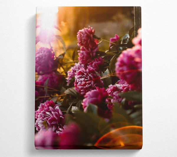 A Canvas Print of Crimson Peony Bloom Canvas Art