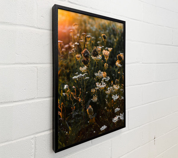 Orange Wildflowers Glow