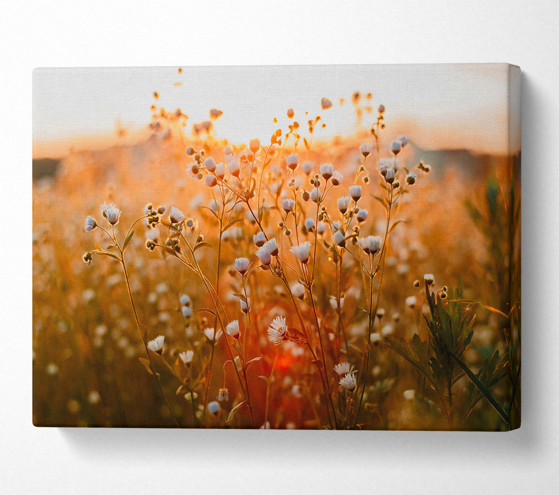  A Canvas Print of Golden Hour Blooms Canvas Art