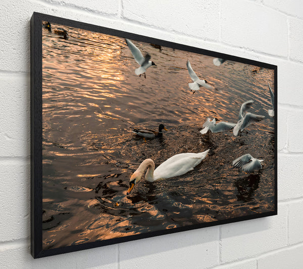 Golden Water Swan