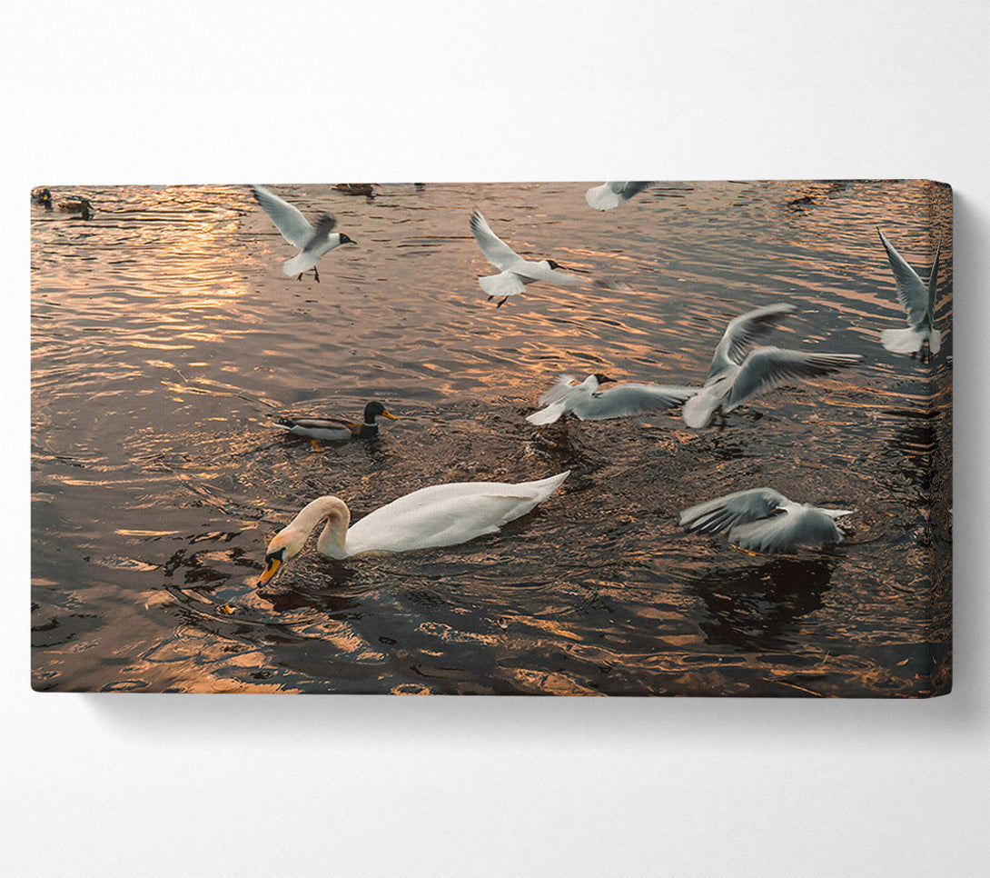  A Canvas Print of Golden Water Swan Canvas Print