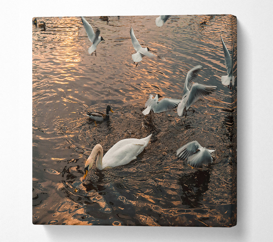  A Canvas Print of Golden Water Swan Canvas Print
