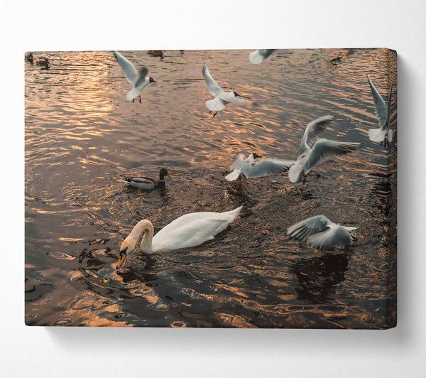  A Canvas Print of Golden Water Swan Canvas Print