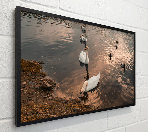 Golden Hour Swans