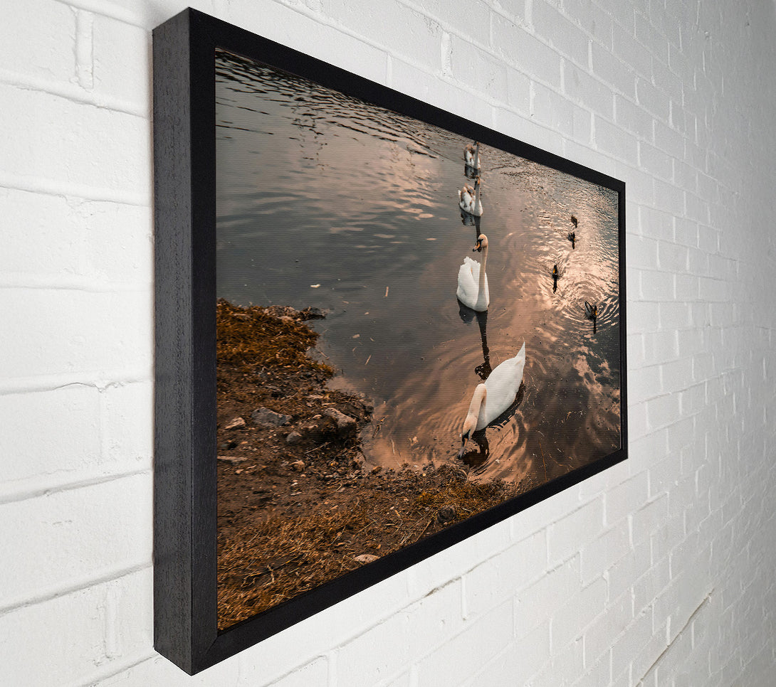  A Canvas Print of Golden Hour Swans Canvas Print