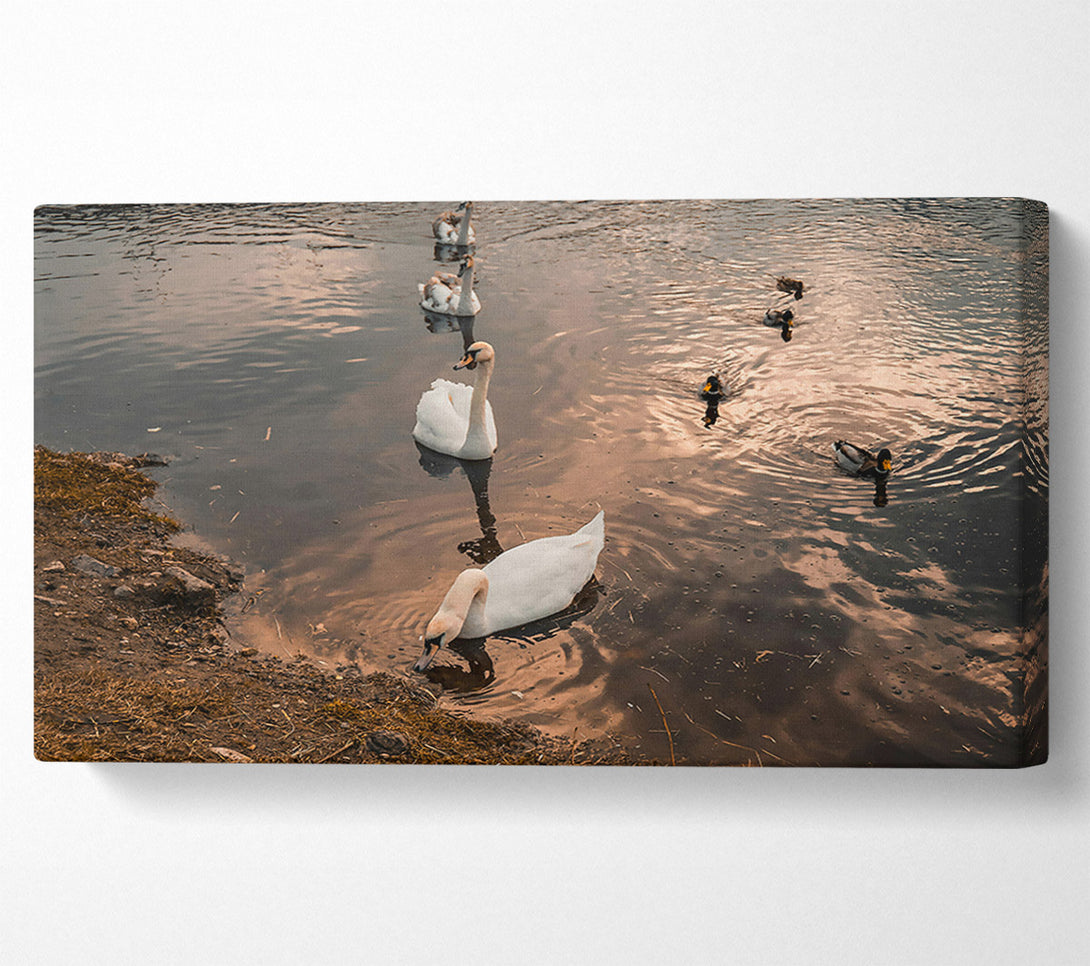  A Canvas Print of Golden Hour Swans Canvas Print