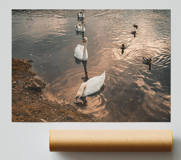 Golden Hour Swans Giclee Print
