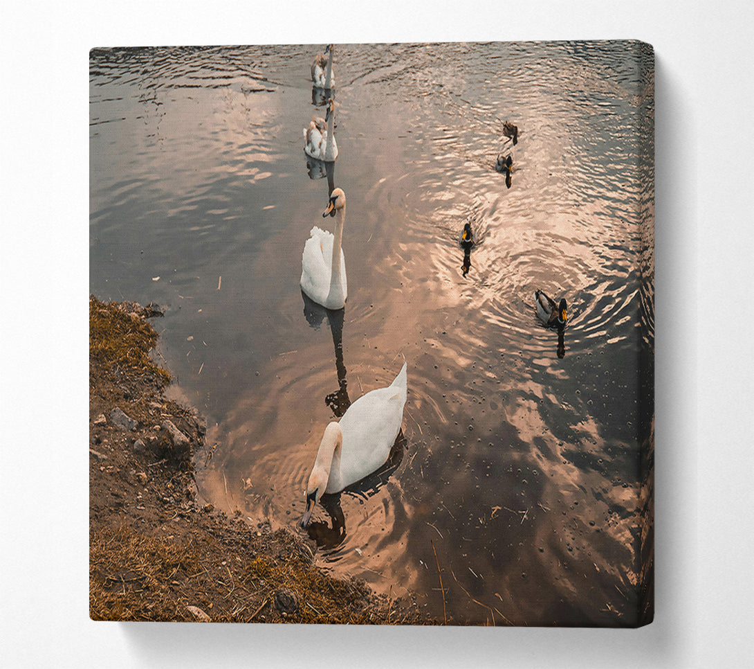  A Canvas Print of Golden Hour Swans Canvas Print