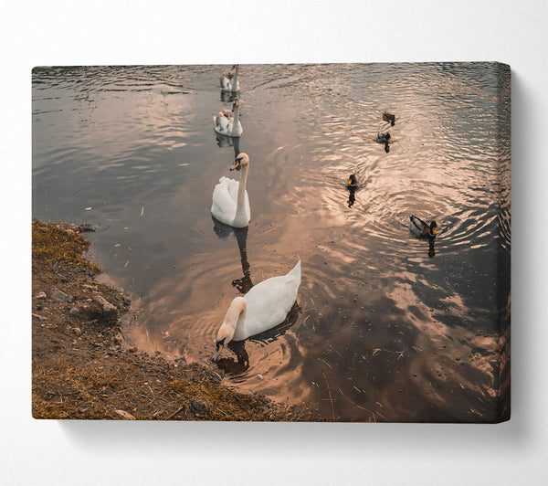  A Canvas Print of Golden Hour Swans Canvas Print