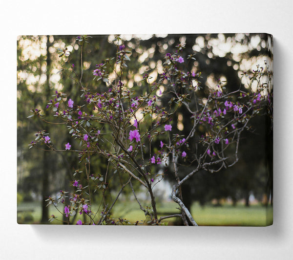  A Canvas Print of Pink Blooms In The Sun Canvas Art