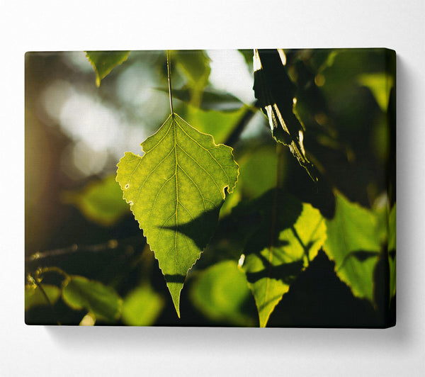  A Canvas Print of Sunlight Through Green Leaf Canvas Wall Art