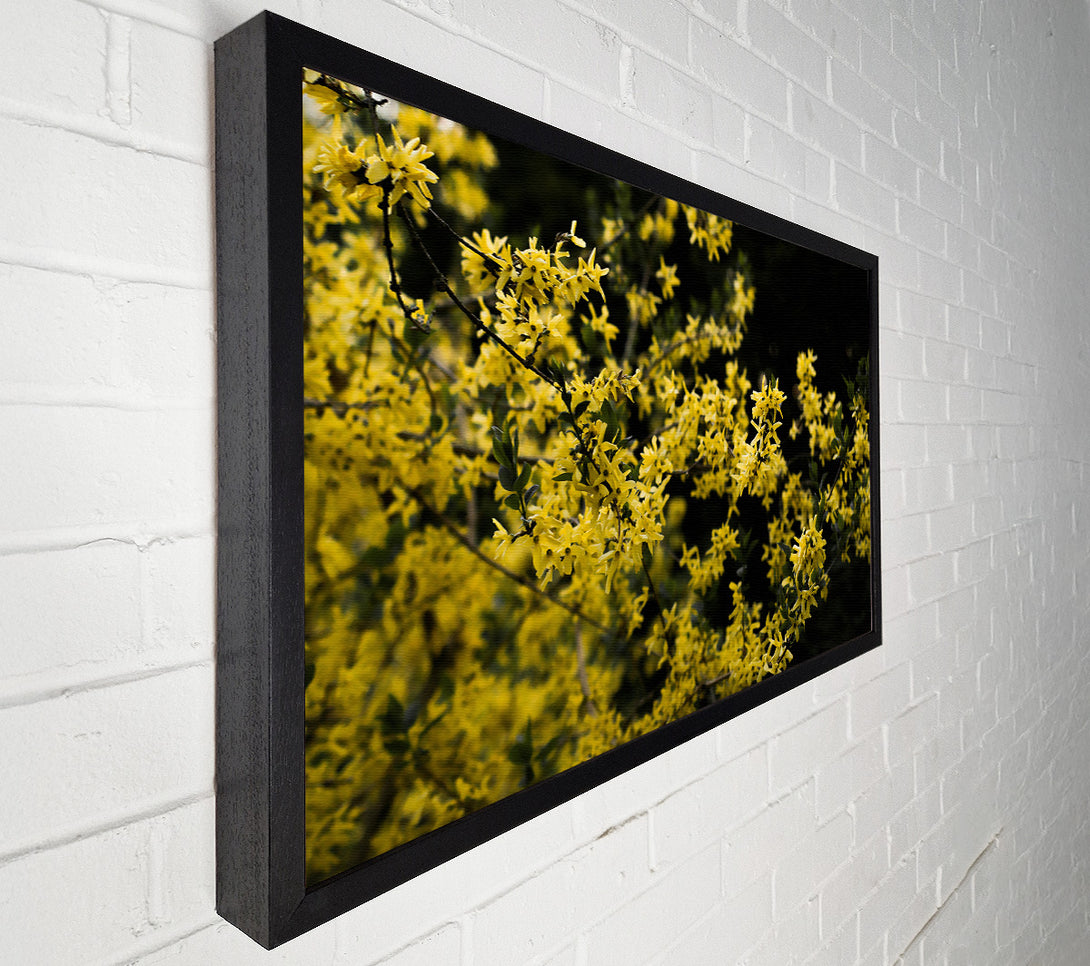  A Canvas Print of Golden Bloom Burst Canvas Print