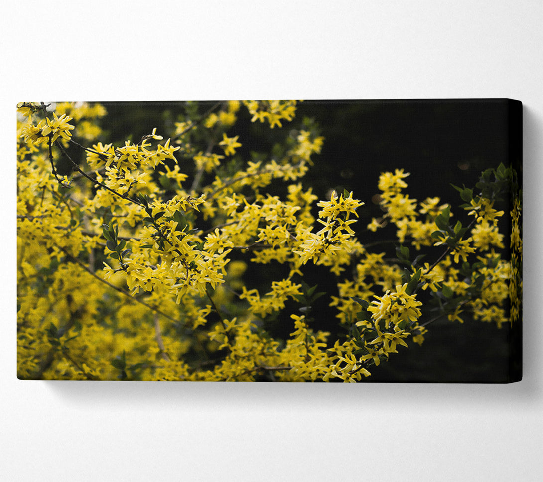  A Canvas Print of Golden Bloom Burst Canvas Print