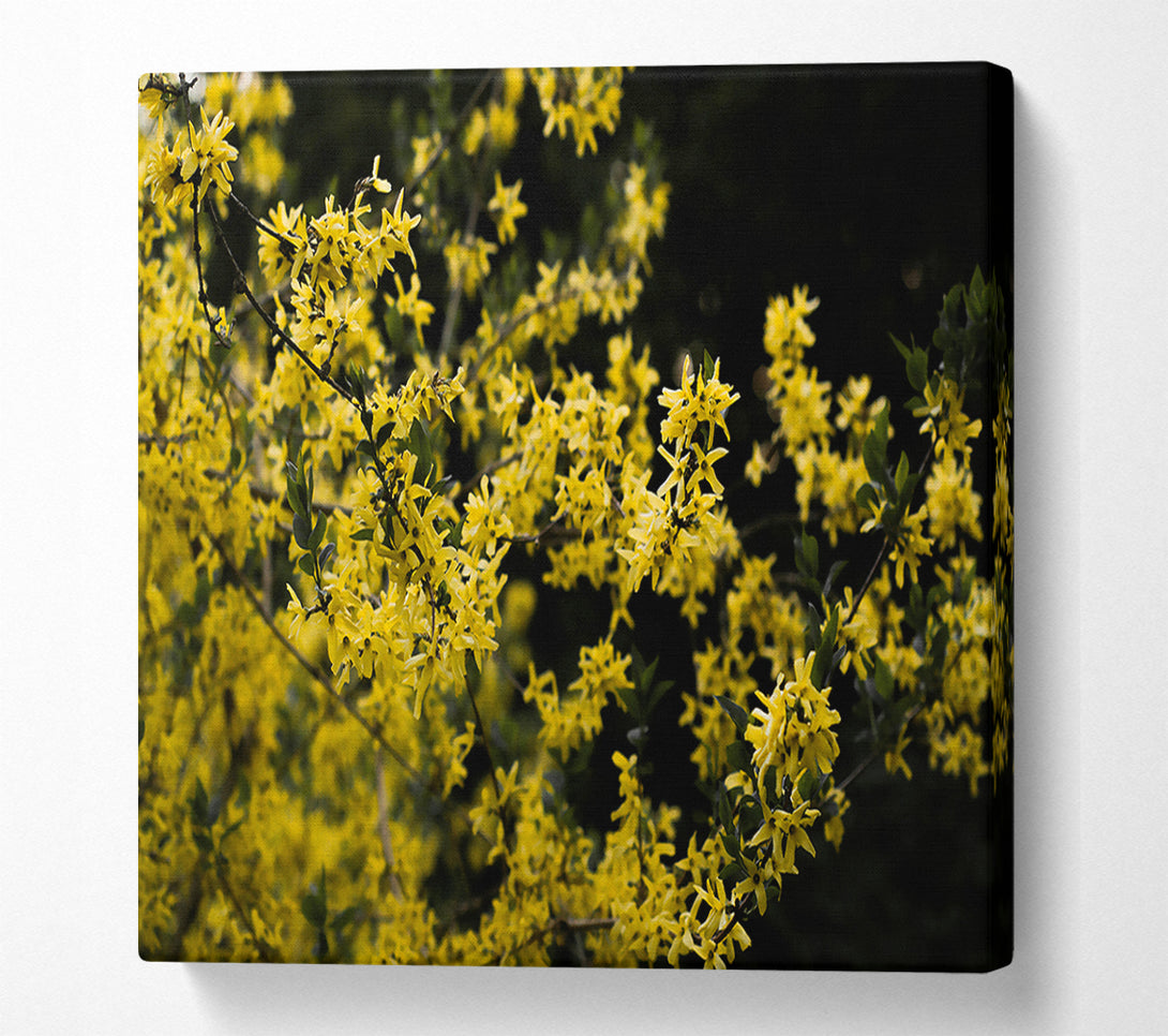 A Canvas Print of Golden Bloom Burst Canvas Print