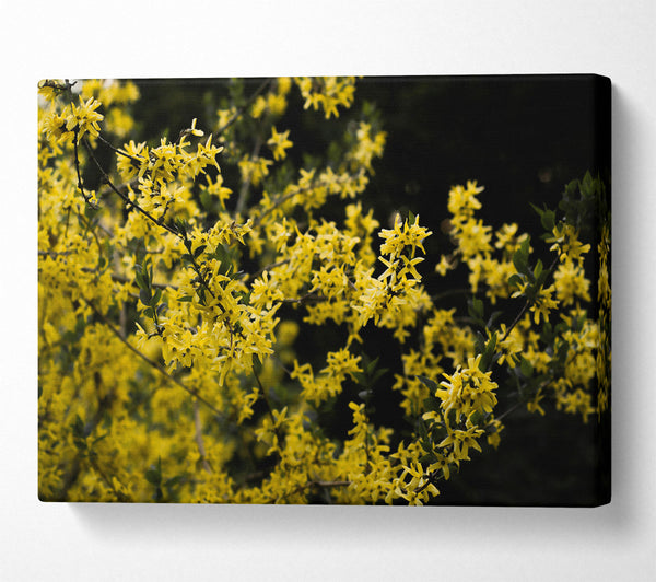  A Canvas Print of Golden Bloom Burst Canvas Print