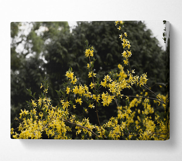  A Canvas Print of Golden Branch Bloom Canvas Art