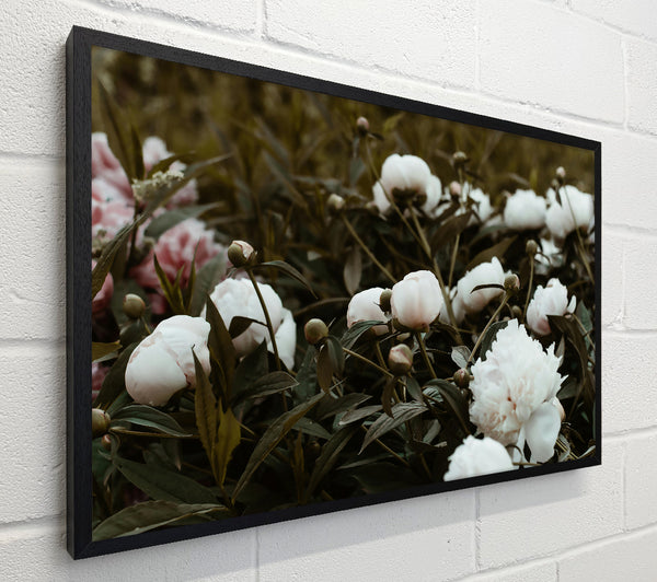 Pale Peony Grove