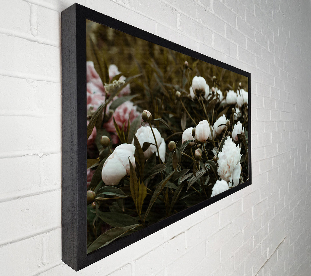  A Canvas Print of Pale Peony Grove Canvas Print