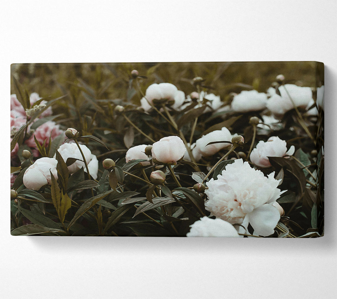  A Canvas Print of Pale Peony Grove Canvas Print