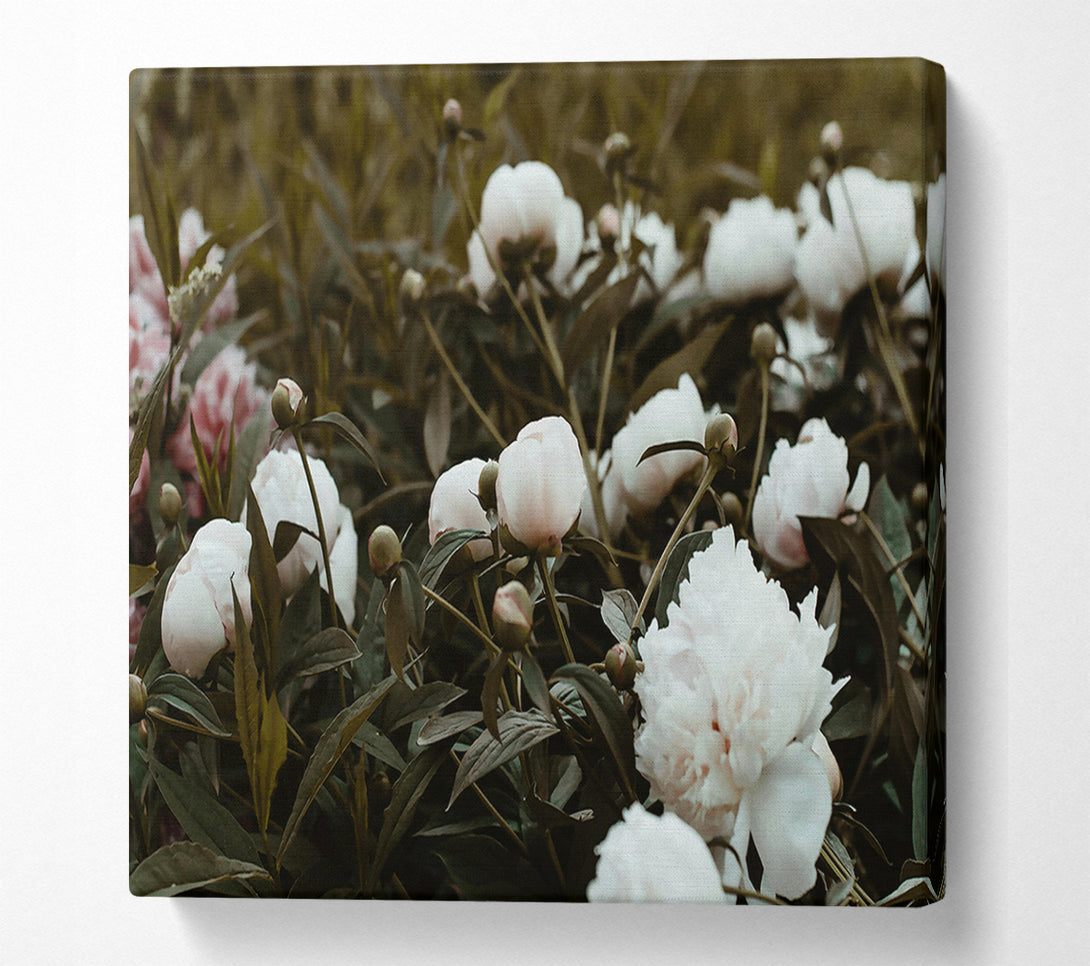  A Canvas Print of Pale Peony Grove Canvas Print