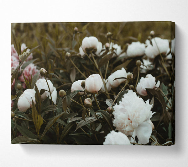  A Canvas Print of Pale Peony Grove Canvas Print
