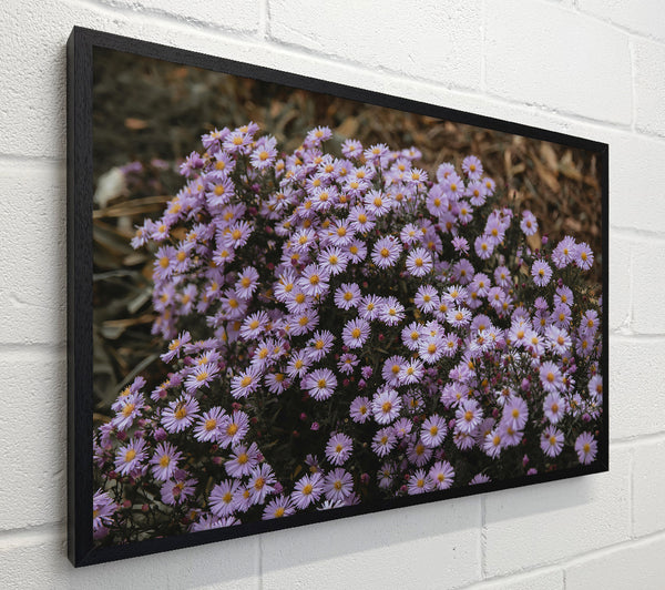 Lilac Wildflowers Blooming