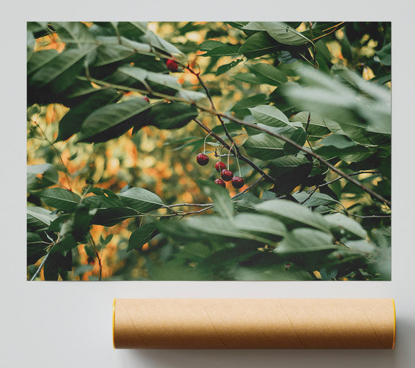Hidden Green Cherries Print