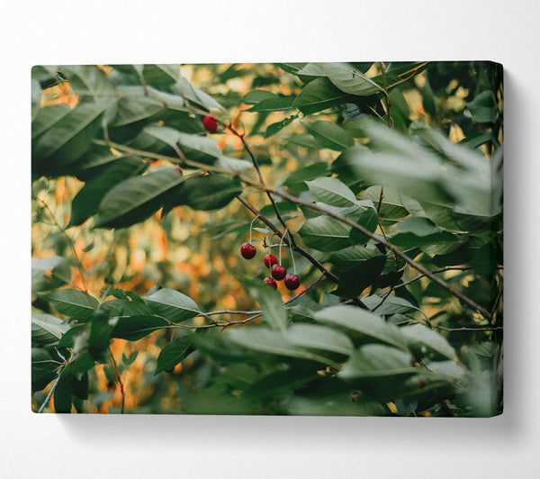  A Canvas Print of Hidden Green Cherries Canvas Print