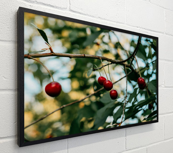 Red Cherries Hanging High