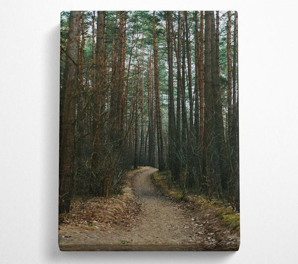  A Canvas Print of The Brown Path Through Trees Canvas Art