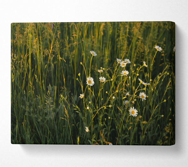  A Canvas Print of Green And White Daisies Canvas Wall Art