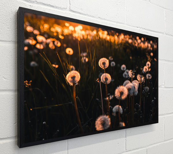 Golden Dandelion Field