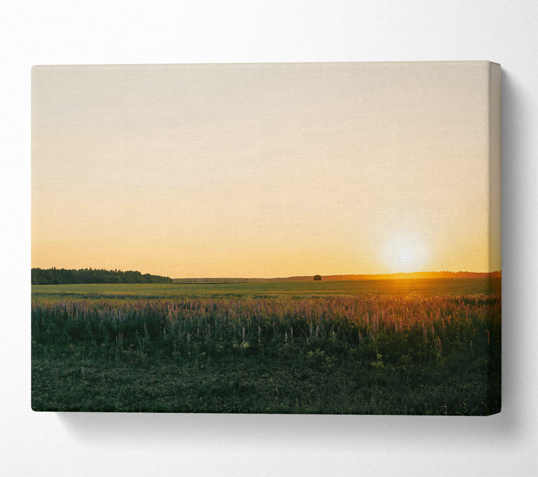  A Canvas Print of Golden Field Sunset Canvas Art