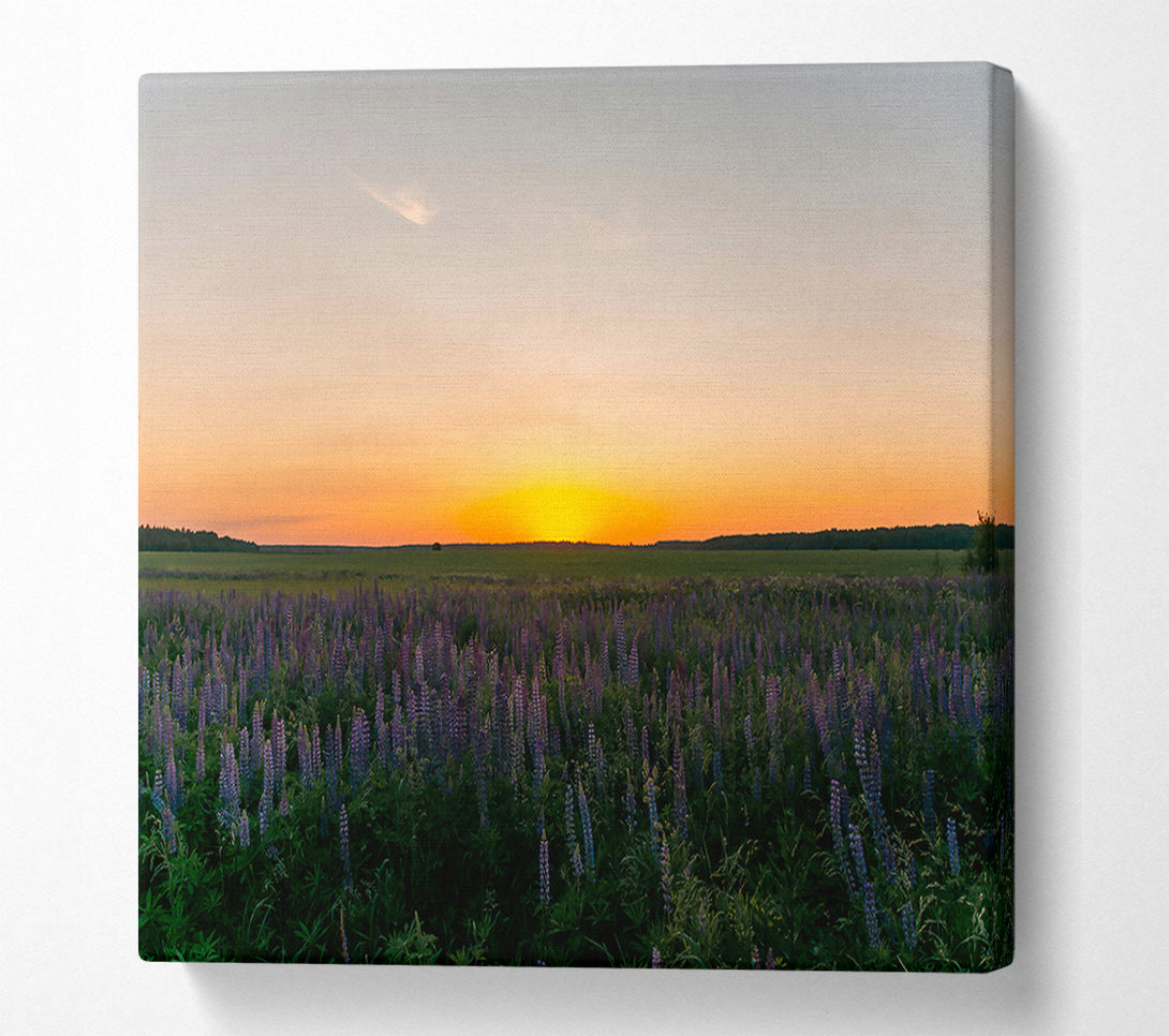  A Canvas Print of Golden Field Of Lupines Canvas Wall Art