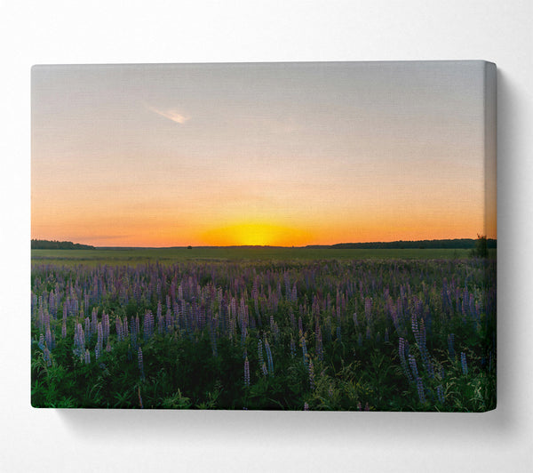  A Canvas Print of Golden Field Of Lupines Canvas Wall Art