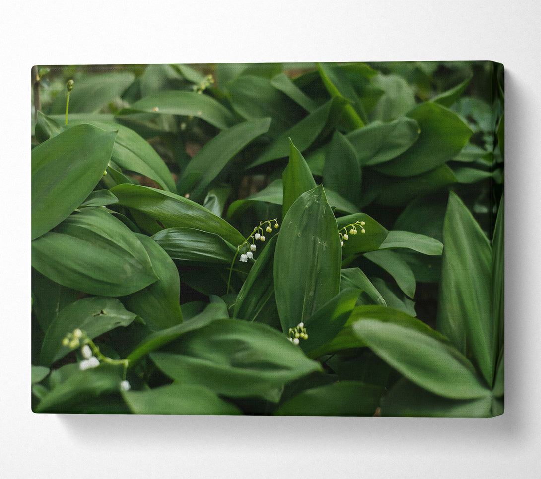  A Canvas Print of Emerald Lily Bloom Canvas Print
