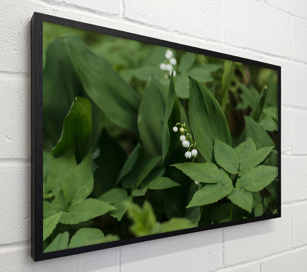 Green Lily Bloom