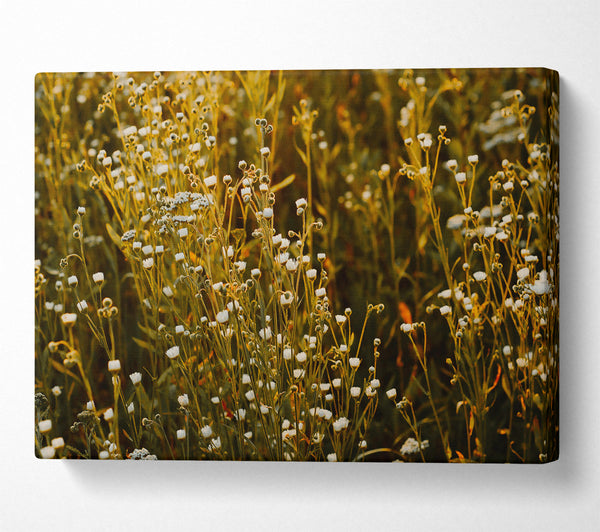  A Canvas Print of Golden Field Blooms Canvas Print