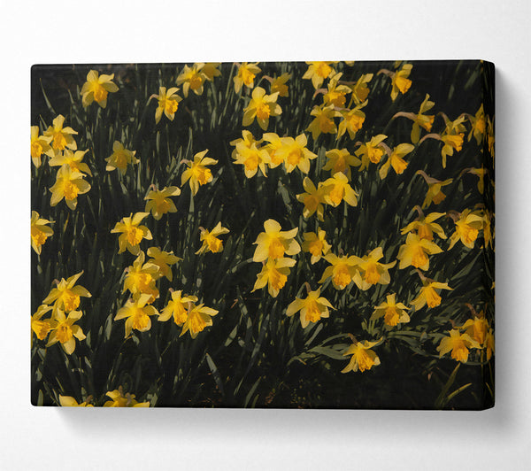  A Canvas Print of Golden Field Of Daffodils Canvas Art