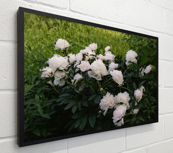 White Peony Bloom