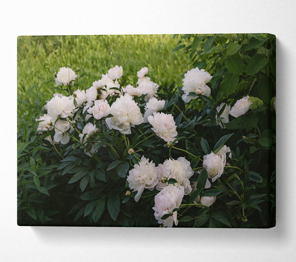 A Canvas Print of White Peony Bloom Canvas Wall Art