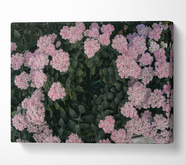  A Canvas Print of Pink Flower Circle Canvas Print